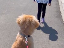 歩くのが遅い女の子→大型犬との散歩で『歩く速度』が違った結果…泣けるほど尊い『まさかの行動』が77万再生「優しい」「目から水が…」と絶賛