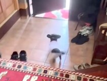 1人で実家に帰っていたパパが帰宅→玄関で『気配を察知した犬』が…想像以上の『熱烈大歓迎』に反響「倍速かと思ったｗｗ」「動き早すぎる」