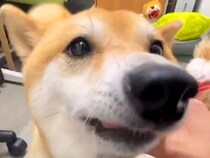 犬がいる職場で『退勤したスタッフ』が帰ってきたら…想定外の展開で見せた『熱烈大歓迎』が10万再生「大好きなんだ」「かわいい」と絶賛