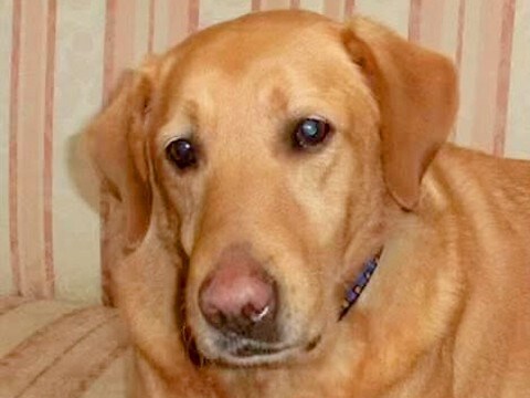首輪が食い込んだ『鎖に繋がれっ放しの大型犬』を保護→亡くなってしまい…6年後『涙が止まらない展開』が98万再生「素敵な話」「大号泣した」