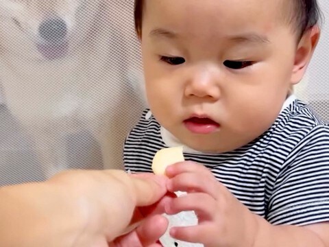 赤ちゃんの手づかみ食べ練習で『ベビーせんべい』を与えていたら、犬が後ろで…とんでもなく食べづらい光景が44万再生「圧ww」「平和すぎる」