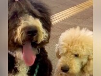 出張帰りのパパを道端で待つ『２匹の大型犬』→後ろからこっそり近づいた結果…２ヶ月ぶりの『再会の瞬間』が話題「絡まる愛情ｗ」「感動した」