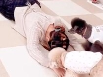 『突然リビングで眠ったら、3匹の犬はどうするのか』検証→『心配してくれるかな』と思ったら…予想外だった『コントのような反応』が26万再生