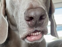 車の後部座席に座っていた犬が『くしゃみ』を出そうとして…まるで人間のような『表情』に1万いいね集まる「面白い顔ｗｗ」「お笑い犬」と絶賛