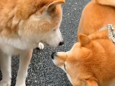 お散歩していたら『18歳のお友だち老犬』と出会い…涙が止まらない『最後のごあいさつ』が31万再生「わかってるんだ…」「見守ってくれてる」