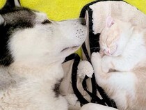 子猫と一緒に寝るハスキー犬→起きた瞬間『子猫がいない、家出した』と勘違いして…『必死すぎる光景』が279万再生「親子みたい」現在の様子も