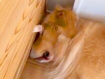 大型犬が眠っていたら、壁の隙間から『何者か』が…まさかの『可愛すぎる正体』が813万再生「目と鼻狙ってて草」「見事なちょっかいｗ」と絶賛