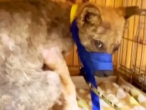 牧場に捨てられていた『ボロボロの犬』→飼い始めた結果、心を開かずに…涙腺崩壊する『37日後の光景』が556万再生「泣いた」現在の様子も