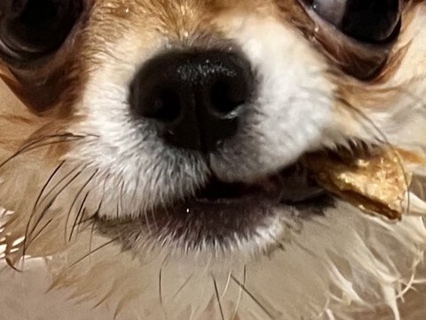 生後8ヶ月のチワワを『お風呂に入れた』結果→思った以上だった『悪役顔』に2万いいね「ハードボイルドで笑った」「デスチワワww」と爆笑