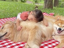 久しぶりにピクニックへ行った結果→相思相愛な『女の子と犬2匹』が…あまりにも尊い『幸せな光景』が28万再生「宝物みたいな時間」と絶賛