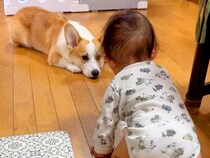 『ハイハイできるようになった赤ちゃん』のそばに、犬が寄り添って…尊すぎる『優しい見守りの光景』にほっこり「可愛い兄弟」「なんていい子」