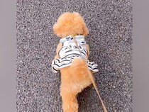 『よくすれ違うおじいちゃん』にいつも無視されてしまう犬→近づいてみた結果…あまりにも尊い光景が36万再生「お友だちが増えた」「可愛すぎ」