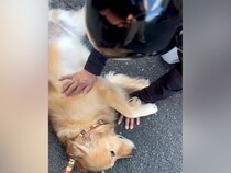 『新聞配達のおじさん』が大好きな大型犬→『今月で辞める』と聞き、寂しがると思ったら…まさかの光景に爆笑「浮気してる場合ちゃうでｗ」