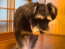 くしゃみをしそうな犬→『なぜか近づいてきた』と思ったら…迷惑すぎる『まさかの行動』が19万再生「溜めてるの可愛すぎｗ」「水しぶき感じた」