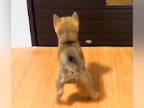 帰宅したら、ドアの前で『赤ちゃん犬』が待ち構えていて…尊すぎる『おかえりなさい』が142万再生「猫派だけど可愛すぎる」「寄り道できない」