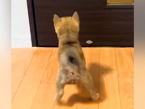 帰宅したら、ドアの前で『赤ちゃん犬』が待ち構えていて…尊すぎる『おかえりなさい』が142万再生「猫派だけど可愛すぎる」「寄り道できない」