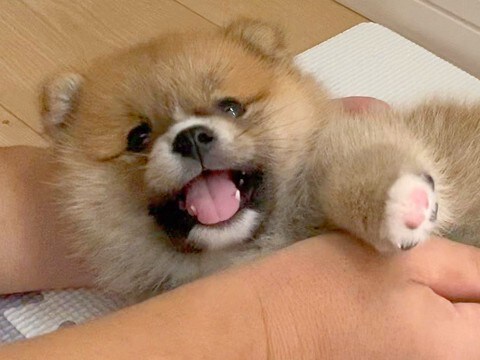 『タヌキのような見た目の赤ちゃん犬が…』3年後→想定外だった『成長ビフォーアフター』に5万いいね「たぬきできつねで犬」「最高」と絶賛