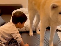 テレビを見ている小さな男の子→なぜか『秋田犬』が目の前で…まさかの『嫌がらせ』が84万再生「絶対わかってやってる」「俺を見ろ感ｗ」と反響