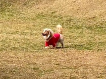 ドッグランでママとはぐれた犬→人の顔を見ながら探して…発見した瞬間の『愛にあふれたリアクション』が45万再生「めちゃ可愛い」「たまらん」