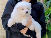 『軽く抱っこできていた赤ちゃん犬が…』約8ヶ月後→同じ犬には見えない『衝撃のビフォーアフター』に2万いいね「態度もでかくなってて草」