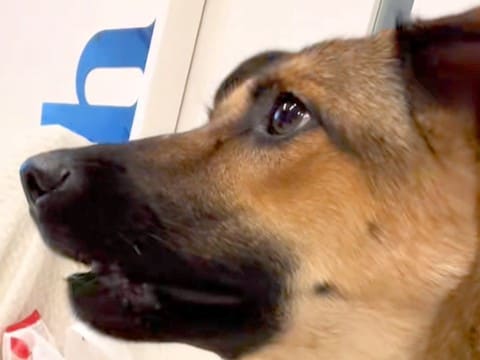 子どもたちを『たかいたかい』していたら、犬が『いじめている』と勘違いして…心配で見せた行動が27万再生「頼もしい」「そわそわしてるw」