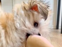 同棲中のカップルが『犬を飼い始めた』結果→うるさくて外で飼おうと…予想外な『衝撃の光景』が447万再生「いい判断だｗ」「偉くて草」と反響