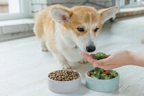 犬が健康的に暮らせる『生活習慣』3選　整えるべき理由から改善方法まで解説