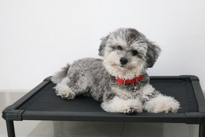 ベッドから見つめる犬