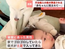 『不法侵入した犬、撃退される』赤ちゃんのベッドに踏み込んだワンコ→まさかの供述が14万再生「なんてかわいい容疑者ｗ」「一緒にいたいんだ」