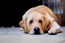 犬が『許してほしい』と思っていること4選　愛犬が抗えない本能による行動や対処法まで
