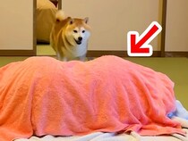 1年ぶりに旅館に来た犬→お布団の中に『大好きなお姉ちゃん』がいて…サプライズで見せた『尊い反応』が39万再生「臨場感すごいｗ」「最高」