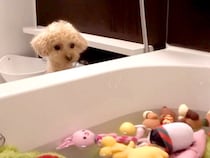 犬が大切にしているおもちゃを『大量に丸洗いした』結果…まさかの『大号泣してしまう光景』が564万再生「哀愁が…」「感情表現豊かすぎる」