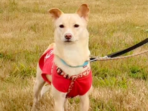 友人から『子犬にすれば?』と言われた女性→それでも元野犬を選んで飼った結果…涙が出る『感動的な展開』が11万再生「尊敬」「お幸せに」