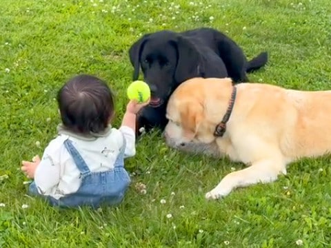 赤ちゃんと2匹の犬が『本当の兄弟のように育った』結果→旅行中に…もはや絵本のような『尊い光景』に反響「かわいくて涙出る」「素敵すぎる」