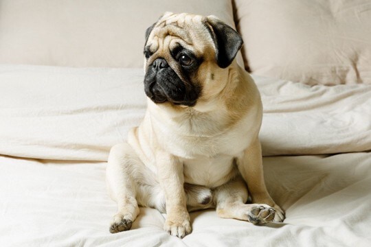 犬の『座り方がおかしい』ときに注意すべきポイント4つ 病気の可能性や取るべき対処法も解説