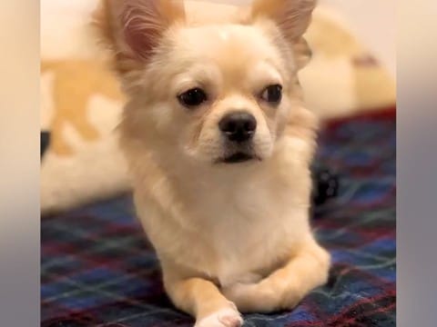 足が悪い犬を『幸せにしたい』とお迎え→不安げな表情を浮かべていて…誕生日を迎えた『別犬級のビフォーアフター』に感動「違う子みたい…」