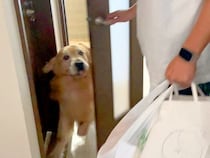 パパが出張へ行き、悲しみに暮れる大型犬→1週間ぶりの再会を果たして…大号泣してしまう光景が1010万再生「私も泣いた…」「平和すぎる」