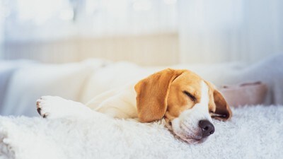 穏やかに眠る犬