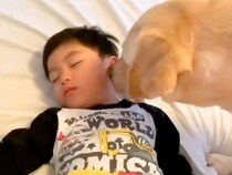 お昼寝中の小さい男の子→大型犬に『散歩に行くから起こして』とお願いした結果…『完全に言葉を理解している光景』に反響「起こし方が優しい」