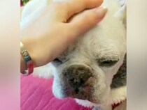 肺がんのステージ4で『余命3ヶ月』を宣告された犬…想像もできなかった『7ヶ月後の光景』に感動の声「本当にすごい」「元気がいちばん」