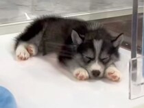 一目惚れした『小さな赤ちゃん犬』を飼った結果…1年後→想像と違う『衝撃のビフォーアフター』が115万再生「顔が…」「愛されてる」と反響