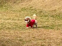 ドッグランでママとはぐれた犬→人の顔を見ながら探して…発見した瞬間の『愛にあふれたリアクション』が45万再生「めちゃ可愛い」「たまらん」