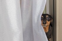 犬が『かくれんぼ』をしようとする心理5つ　身を隠したがる理由やトラブルの予防策も解説