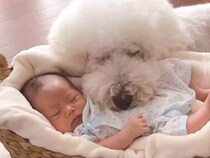 男の子が『赤ちゃんの頃から大型犬たちと過ごした』結果→6年後…素敵すぎる成長記録が66万再生「微笑ましい」「見てるだけで幸せになる」