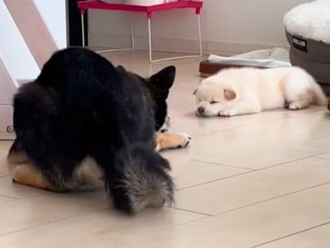 自分の子どもを見つめる父犬→我が子が可愛すぎて…親バカすぎる『まさかの行動』が137万再生「静かに暴れてるw」「可愛いが渋滞」と大絶賛