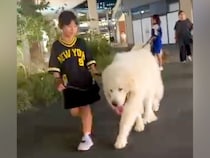 小さい女の子が『超大型犬』をお散歩させた結果…ふたりのふれあいが『微笑ましすぎる』と33万再生「女の子よりデカいｗ」「もふもふ祭り」