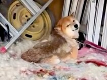 超劣悪な環境で発見した『悲しい顔をした犬』→保護した結果…涙が止まらない『現在の光景』が71万再生「表情が全然違う」「素敵な笑顔」と感動