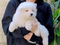 『軽く抱っこできていた赤ちゃん犬が…』約8ヶ月後→同じ犬には見えない『衝撃のビフォーアフター』に2万いいね「態度もでかくなってて草」