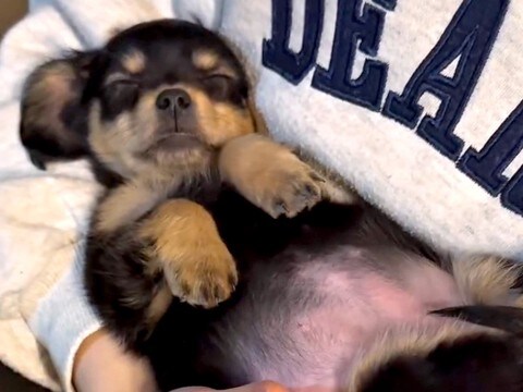 『手のひらサイズだった赤ちゃん犬が…』約1年後→語彙力を失うほど尊い『愛おしいビフォーアフター』が261万再生「お腹ぽんぽん」「最高」