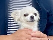 バーベキューに参加した犬→『お気に入りのおじさん』を発見した途端…まさかの光景に8万いいね集まる「直感で見抜いてる」「可愛すぎるｗ」